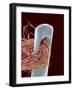 Head of Threaded Needle-Micro Discovery-Framed Photographic Print