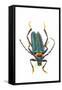 Head on Photograph of Long Horn Beetle Cerambycidae-Darrell Gulin-Framed Stretched Canvas