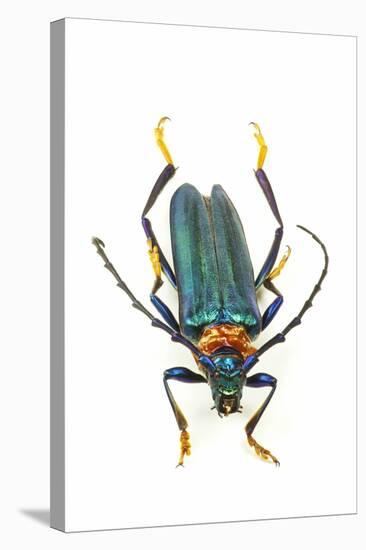 Head on Photograph of Long Horn Beetle Cerambycidae-Darrell Gulin-Stretched Canvas