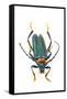 Head on Photograph of Long Horn Beetle Cerambycidae-Darrell Gulin-Framed Stretched Canvas