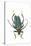 Head on Photograph of Long Horn Beetle Cerambycidae-Darrell Gulin-Stretched Canvas