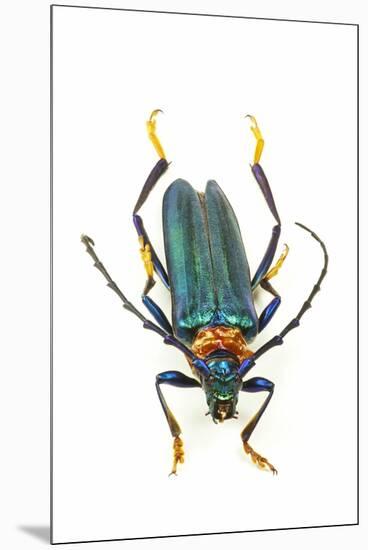 Head on Photograph of Long Horn Beetle Cerambycidae-Darrell Gulin-Mounted Premium Photographic Print