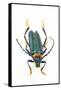 Head on Photograph of Long Horn Beetle Cerambycidae-Darrell Gulin-Framed Stretched Canvas