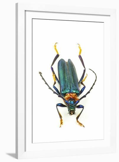 Head on Photograph of Long Horn Beetle Cerambycidae-Darrell Gulin-Framed Photographic Print