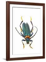 Head on Photograph of Long Horn Beetle Cerambycidae-Darrell Gulin-Framed Photographic Print