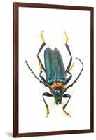 Head on Photograph of Long Horn Beetle Cerambycidae-Darrell Gulin-Framed Photographic Print