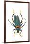 Head on Photograph of Long Horn Beetle Cerambycidae-Darrell Gulin-Framed Photographic Print