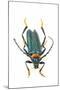 Head on Photograph of Long Horn Beetle Cerambycidae-Darrell Gulin-Mounted Photographic Print
