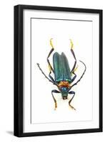Head on Photograph of Long Horn Beetle Cerambycidae-Darrell Gulin-Framed Photographic Print