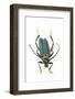 Head on Photograph of Long Horn Beetle Cerambycidae-Darrell Gulin-Framed Photographic Print