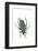 Head on Photograph of Long Horn Beetle Cerambycidae-Darrell Gulin-Framed Photographic Print