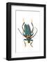 Head on Photograph of Long Horn Beetle Cerambycidae-Darrell Gulin-Framed Photographic Print