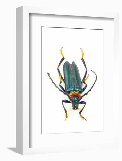 Head on Photograph of Long Horn Beetle Cerambycidae-Darrell Gulin-Framed Photographic Print