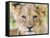 Head on Shot of Lion Cub Looking at Camera, Masai Mara Game Reserve, Kenya, East Africa, Africa-James Hager-Framed Stretched Canvas