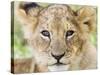 Head on Shot of Lion Cub Looking at Camera, Masai Mara Game Reserve, Kenya, East Africa, Africa-James Hager-Stretched Canvas