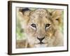 Head on Shot of Lion Cub Looking at Camera, Masai Mara Game Reserve, Kenya, East Africa, Africa-James Hager-Framed Photographic Print