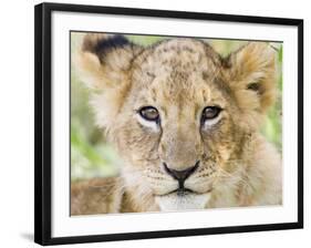 Head on Shot of Lion Cub Looking at Camera, Masai Mara Game Reserve, Kenya, East Africa, Africa-James Hager-Framed Photographic Print