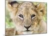 Head on Shot of Lion Cub Looking at Camera, Masai Mara Game Reserve, Kenya, East Africa, Africa-James Hager-Mounted Photographic Print