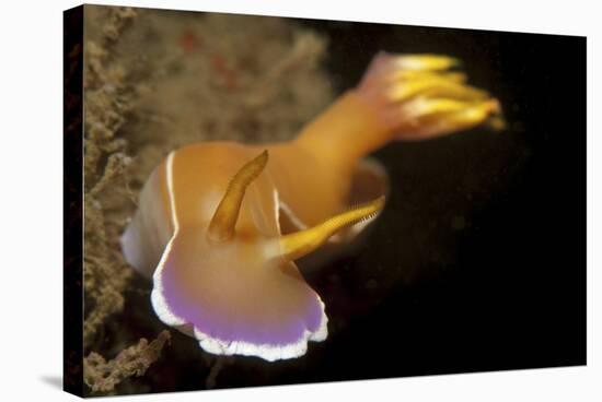 Head on View of Hypselodoris Bullockii Nudibranch-Stocktrek Images-Stretched Canvas