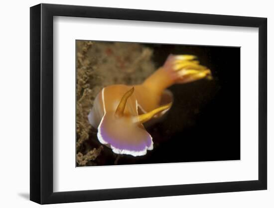 Head on View of Hypselodoris Bullockii Nudibranch-Stocktrek Images-Framed Photographic Print