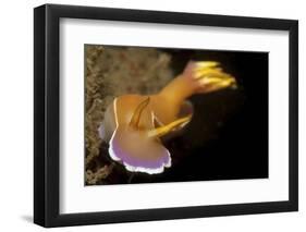 Head on View of Hypselodoris Bullockii Nudibranch-Stocktrek Images-Framed Photographic Print