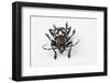 Head on View of Long Horned Beetle Acronia Dinagatensis-Darrell Gulin-Framed Photographic Print