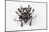 Head on View of Long Horned Beetle Acronia Dinagatensis-Darrell Gulin-Mounted Photographic Print