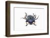 Head on View of Long Horned Beetle Sphingnotus Sp.-Darrell Gulin-Framed Photographic Print