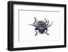 Head on View of Long Horned Beetle Sphingnotus Sp.-Darrell Gulin-Framed Photographic Print