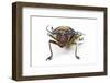 Head on View of Long Horned Beetle Sternotomis Bohndorfi Pulch-Darrell Gulin-Framed Photographic Print