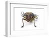 Head on View of Long Horned Beetle Sternotomis Bohndorfi Pulch-Darrell Gulin-Framed Photographic Print