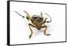 Head on View of Long Horned Beetle-Darrell Gulin-Framed Stretched Canvas