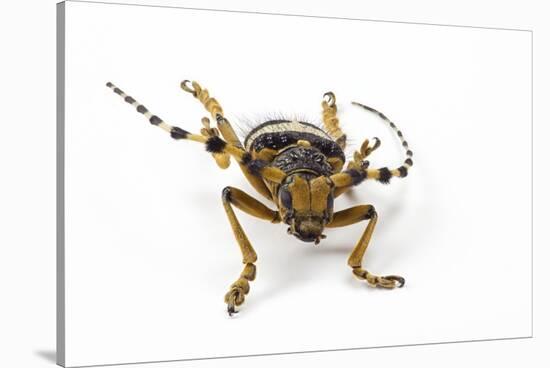 Head on View of Long Horned Beetle-Darrell Gulin-Stretched Canvas