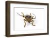 Head on View of Long Horned Beetle-Darrell Gulin-Framed Photographic Print