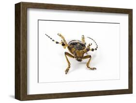 Head on View of Long Horned Beetle-Darrell Gulin-Framed Photographic Print