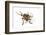 Head on View of Long Horned Beetle-Darrell Gulin-Framed Photographic Print