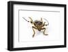 Head on View of Long Horned Beetle-Darrell Gulin-Framed Photographic Print