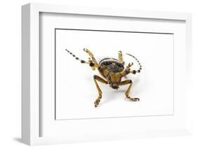 Head on View of Long Horned Beetle-Darrell Gulin-Framed Photographic Print