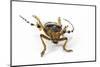 Head on View of Long Horned Beetle-Darrell Gulin-Mounted Photographic Print