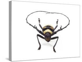 Head on View of Male Long Horn Beetle Nemophas-Tricolor-Darrell Gulin-Stretched Canvas