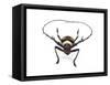 Head on View of Male Long Horn Beetle Nemophas-Tricolor-Darrell Gulin-Framed Stretched Canvas