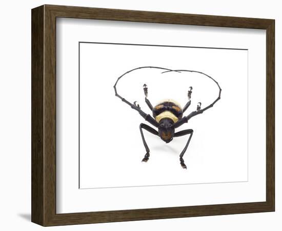 Head on View of Male Long Horn Beetle Nemophas-Tricolor-Darrell Gulin-Framed Photographic Print