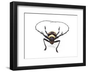 Head on View of Male Long Horn Beetle Nemophas-Tricolor-Darrell Gulin-Framed Photographic Print