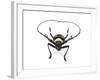 Head on View of Male Long Horn Beetle Nemophas-Tricolor-Darrell Gulin-Framed Photographic Print