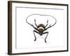 Head on View of Male Long Horn Beetle Nemophas-Tricolor-Darrell Gulin-Framed Photographic Print