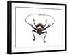 Head on View of Male Long Horn Beetle Nemophas-Tricolor-Darrell Gulin-Framed Photographic Print