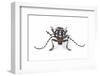 Head on View of Trenetica Lacrymans a Long Horned Beetle-Darrell Gulin-Framed Photographic Print