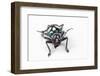 Head on View on Long Horned Beetle Acronia Alboplagiata-Darrell Gulin-Framed Photographic Print