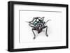 Head on View on Long Horned Beetle Acronia Alboplagiata-Darrell Gulin-Framed Photographic Print