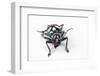 Head on View on Long Horned Beetle Acronia Alboplagiata-Darrell Gulin-Framed Photographic Print